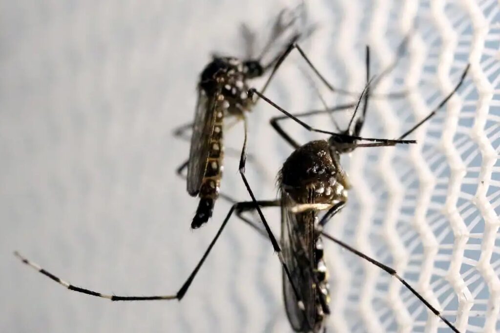 Butantan recebe aval para produzir vacina contra chikungunya