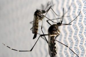 Butantan recebe aval para produzir vacina contra chikungunya