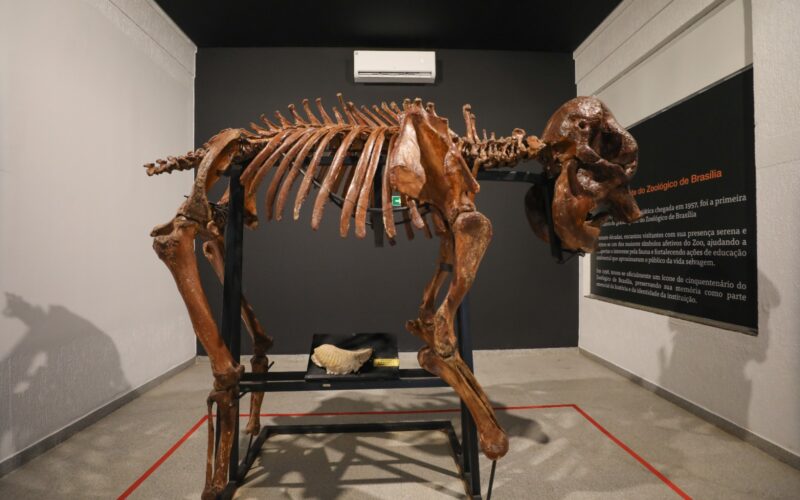 Museu do Zoo de Brasília reabre com roteiro interativo e acessível