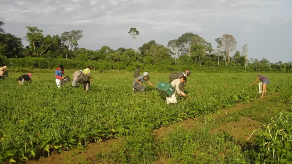 Agricultura familiar movimenta R$1 bi no DF em 2024