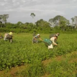 Agricultura familiar movimenta R$1 bi no DF em 2024